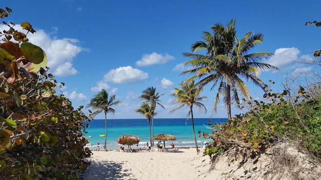 Havana Cuba sandy Beach with palm trees and blue sky