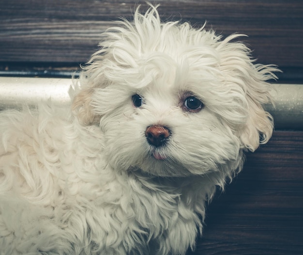 Photo havanese dog at home