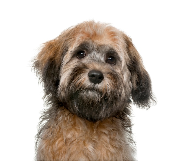 Havanese puppy in front of a white wall