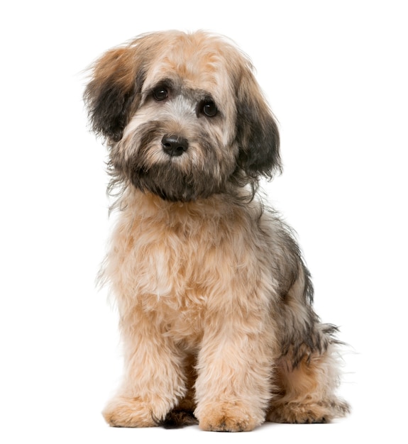 Havanese sitting in front of a white wall