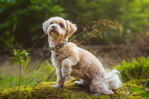 Havanese zit bij plant op rots op het veld