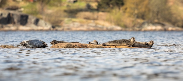 Havens zeehonden gestrand op rotsen