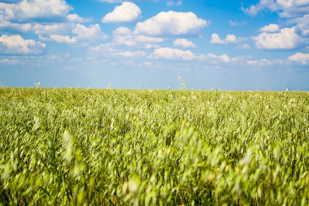 Haverveld met een prachtige lucht dus verbouwt havermout ieders favoriete product een milieuvriendelijk