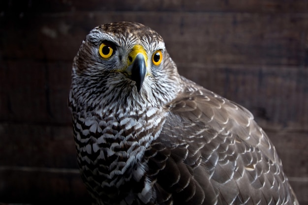 Havik van dichtbij. Roofvogel portret. Wild dier.