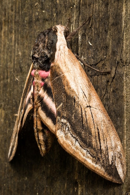 Haviksmot op hout achtergrond close-up