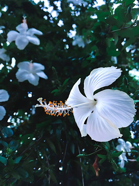 Photo hawaian hibiscus