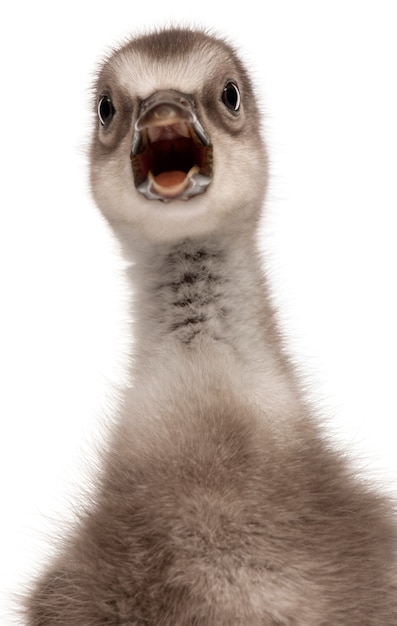 Hawaiian Goose Branta sandvicensis in front of white background