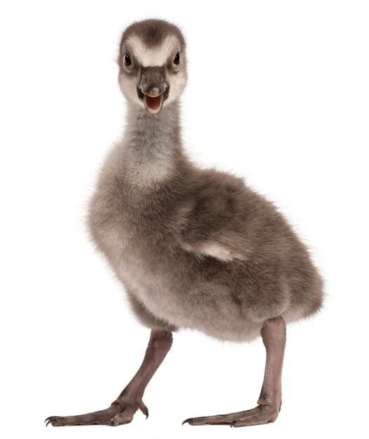 Hawaiian Goose in front of white background