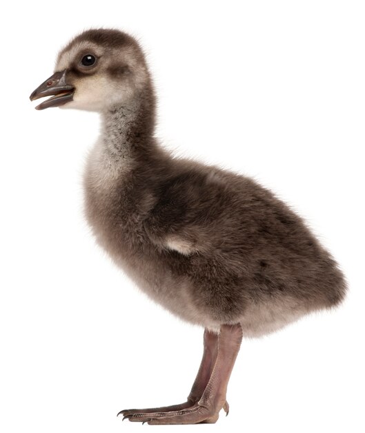 Hawaiian Goose in front of white background