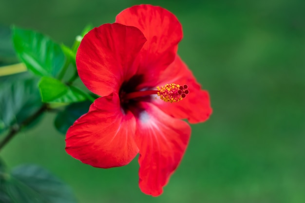 Hawaiian hibiscus rosa-sinensis, China rose, a flowering tropical plant of the family Malvaceae.