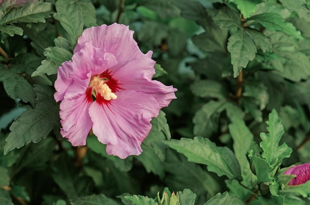 Гавайский розовый гибискус Китайская роза или китайский гибискус