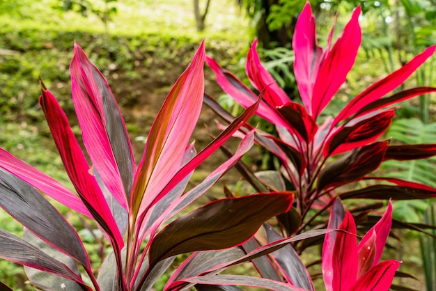 Hawaiian ti plant or cordyline fruticosa is an evergreen\
flowering plant in the family asparagaceae