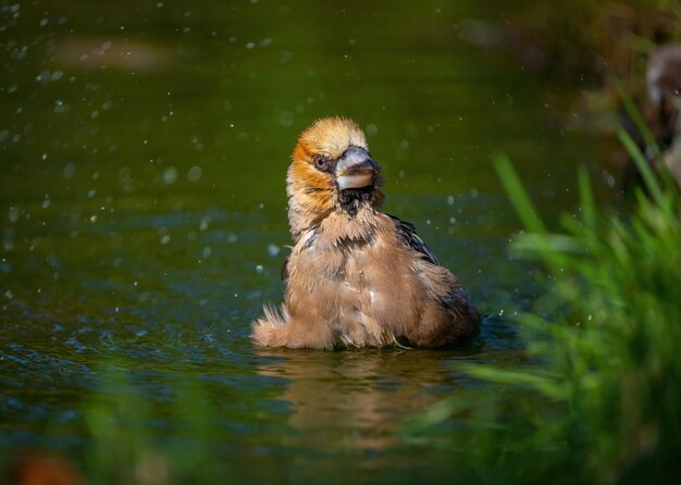 Hawfinch bird bathing standing in a pond closeup