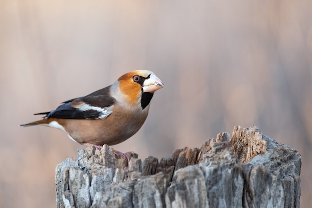 Hawfinch Coccothraustes coccothraustes bird in the forest on the feeder. Bird of Europe