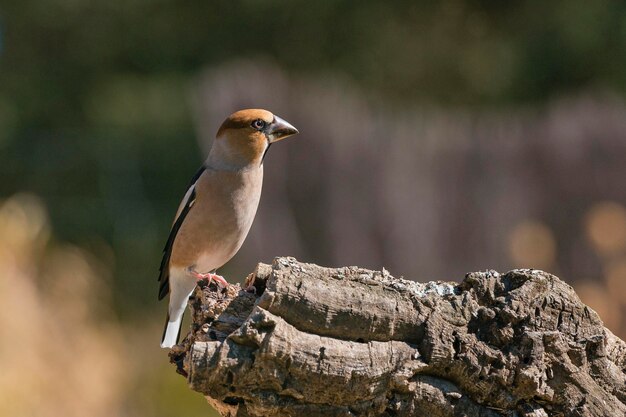 Ястребиный вьюрок Coccothraustes coccothraustes Малага Испания