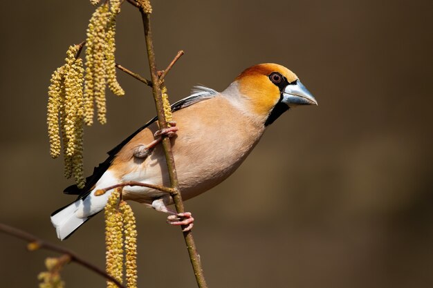 Hawfinch male perched on a bough in spring nature.