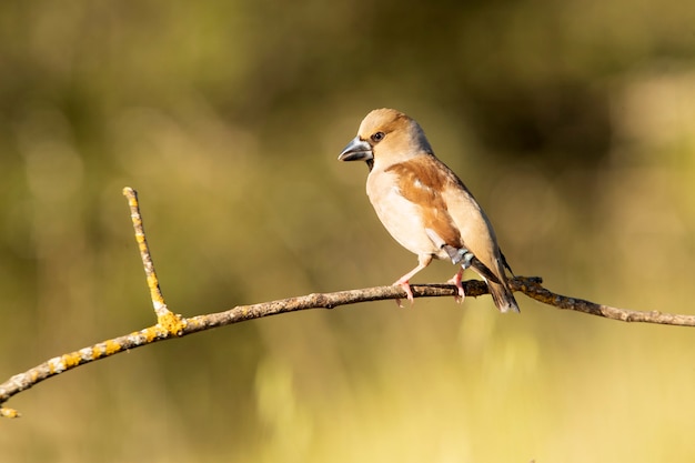 Hawfinch on a perch near a natural water point in summer in the late afternoon lights