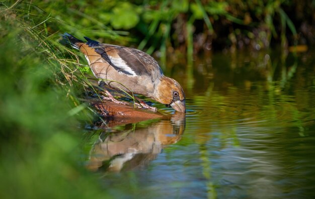 Hawfinch vogel drinkt water uit een vijver close-up