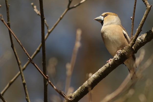 Hawfinch!