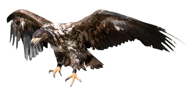 Hawk bird buzzard eagle eagle animal wildlife predator