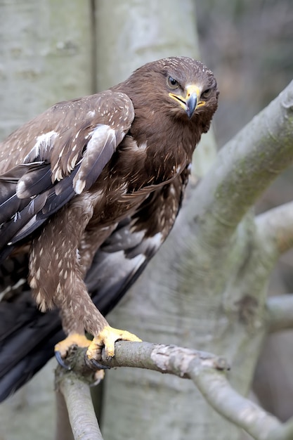 Foto falco su un ramo nella foresta