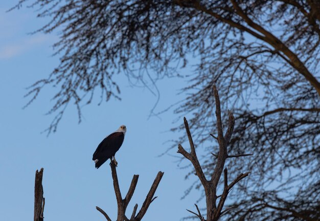 A hawk on the branch in the trees. Lake Naivasha. Kenya