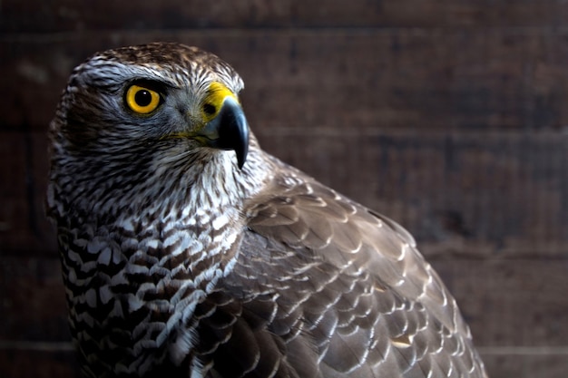 Hawk close up. Bird of prey portrait. Wild animal.