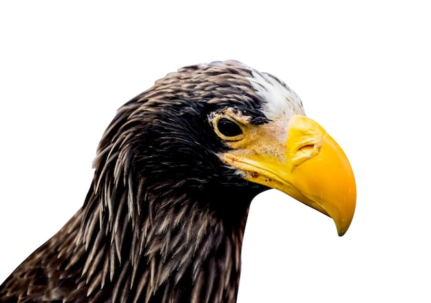 hawk, eagle isolated and path on white