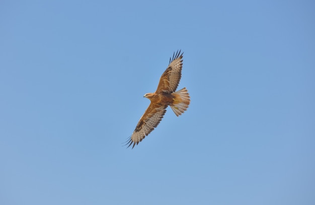 Hawk flying high in the blue sky