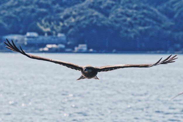 Photo hawk flying over sea