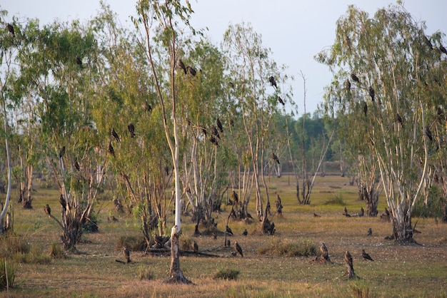 Hawk habitat in Nakhonnayok, Thailand