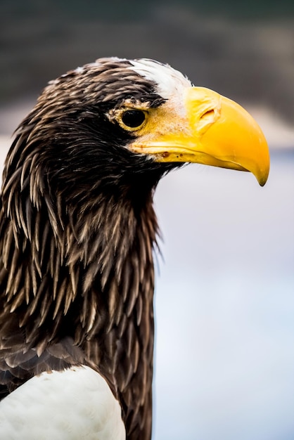 Falco, uccello cacciatore nella foresta