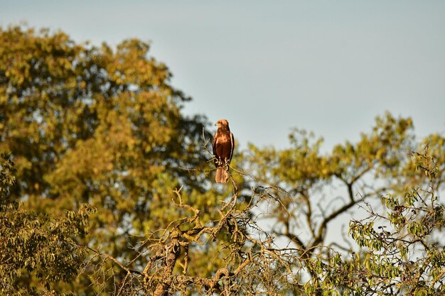 Photo hawk perched on a tree branch in a forest