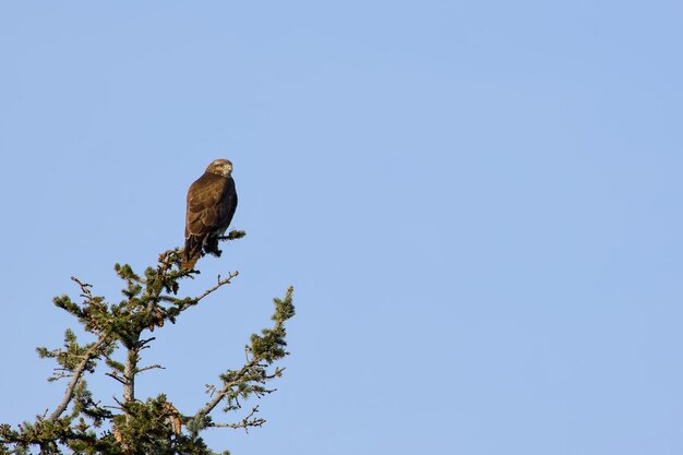 hawk perching on top of a spruce tree