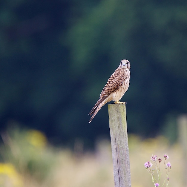 Photo hawk perching on wooden post
