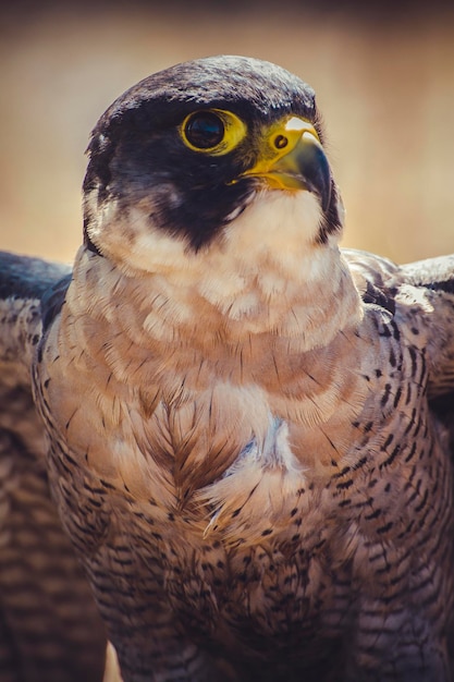 hawk, peregrine falcon with open wings , bird of high speed