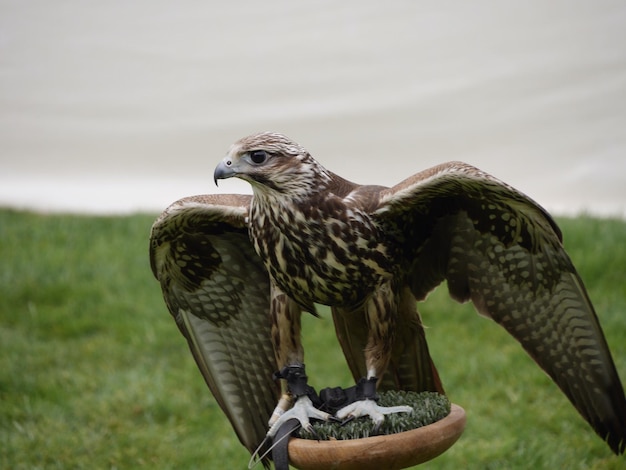 Photo hawk on plant against cloudy sky