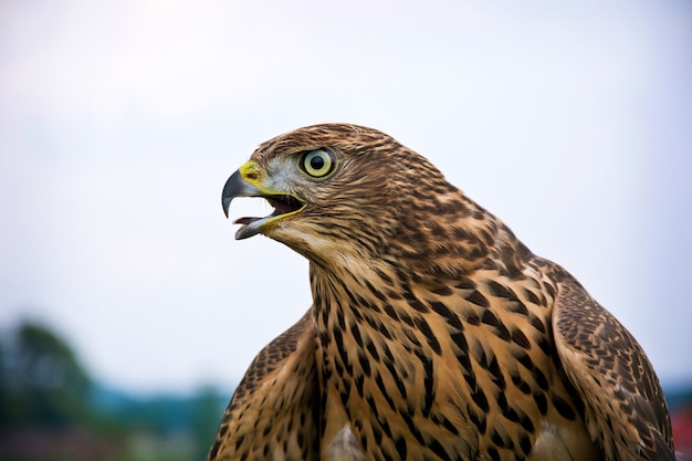 Photo hawk portrait.