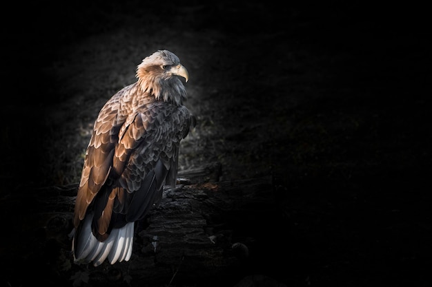 Hawk portrait