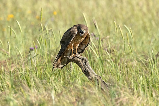 A hawk sits on a branch in a field.