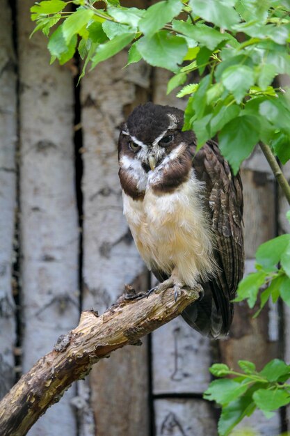 A hawk sits on a branch in front of a tree.