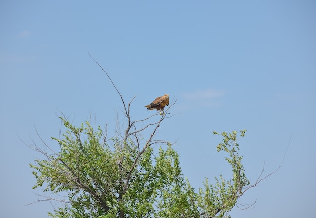 Hawk sitting on the top of a tree