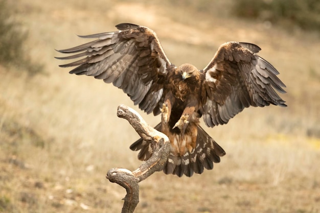 Foto un falco con una coda bianca che ha una punta nera sulle ali