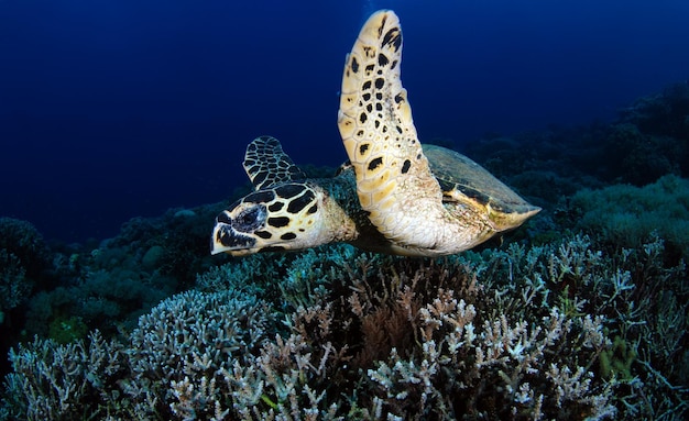 대모 바다 거북 - Eretmochelys imbricata. 필리핀의 바다 생활.