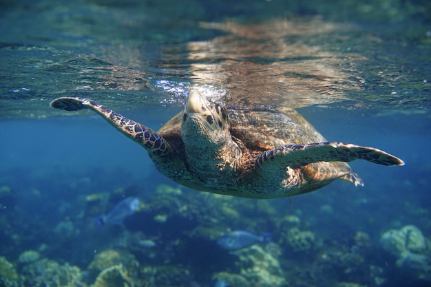 Морская черепаха hawksbill eretmochelys imbricata плавает в море