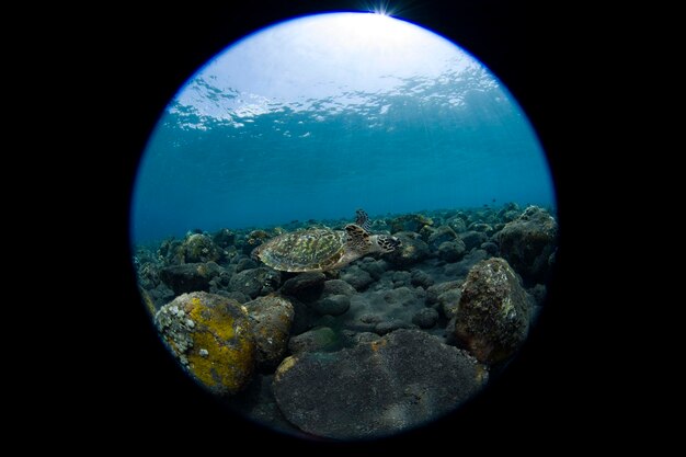 Hawksbill sea turtle swims along coral reefs. Sea life of Bali, Indonesia.