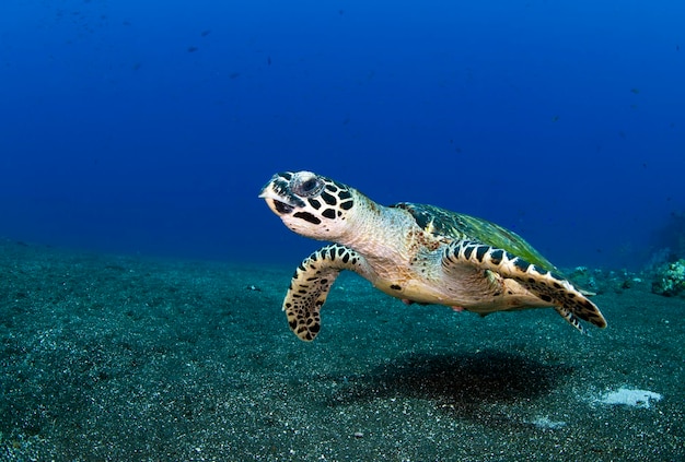 Hawksbill sea turtle swims along coral reefs. Sea life of Bali, Indonesia.