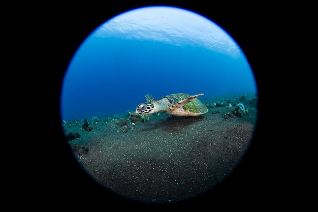 Hawksbill sea turtle swims along coral reefs. Sea life of Bali, Indonesia.