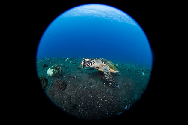 Hawksbill sea turtle swims along coral reefs. Sea life of Bali, Indonesia.