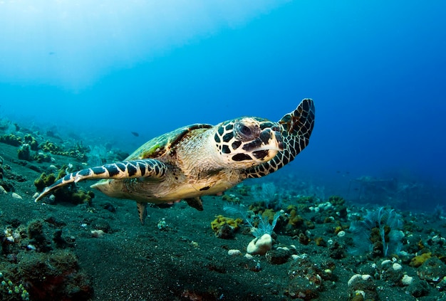 Hawksbill sea turtle swims along coral reefs. Sea life of Bali, Indonesia.